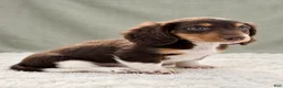 Miniature Dachshund dogs for sale: Miniature Dachshund 4 - Ad 4