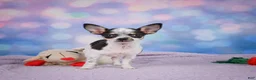 Chihuahua dogs for sale: DAHLIA - Ad 8