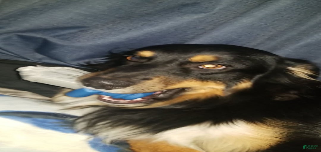 Gallery Image {{count}}