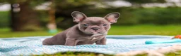 French Bulldog dogs for sale: Ollie - Ad 7