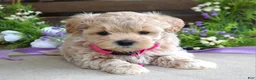 Maltipoo dogs for sale: Lola - Ad 4
