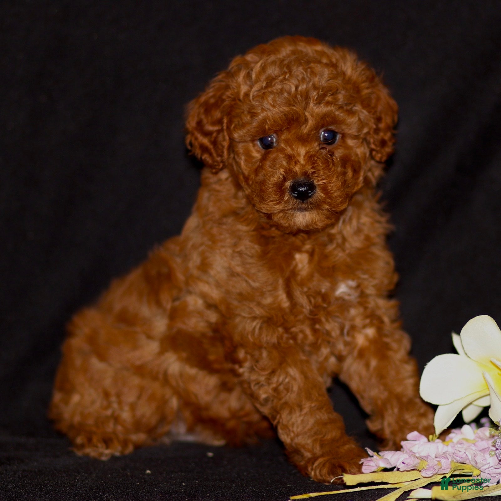 Miniature Poodle dogs Jace - Ad 1