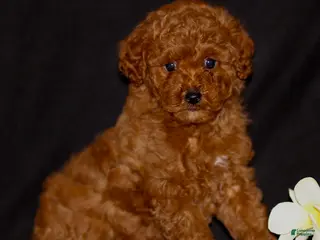 Miniature Poodle dogs for sale: Jace - Ad 1