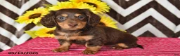 Miniature Dachshund dogs for sale: Emma - Ad 3