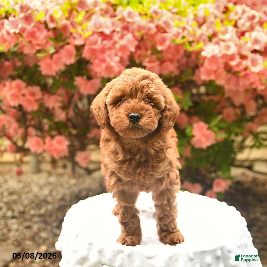Cavapoo dogs for sale: Brynn  - Ad 2
