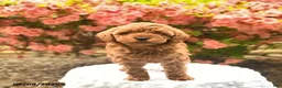 Cavapoo dogs for sale: Brynn  - Ad 1