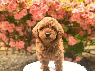 Cavapoo dogs for sale: Brynn - Ad 2