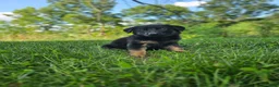 German Shepherd dogs for sale: Mindy - Ad 6