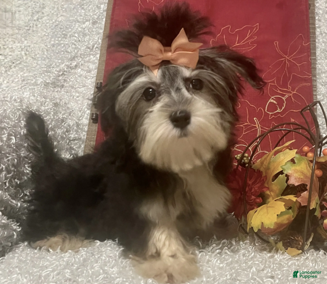Morkie dogs for sale: Toostie - Ad 1