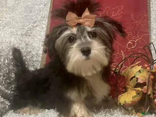 Morkie dogs Toostie - Ad 37