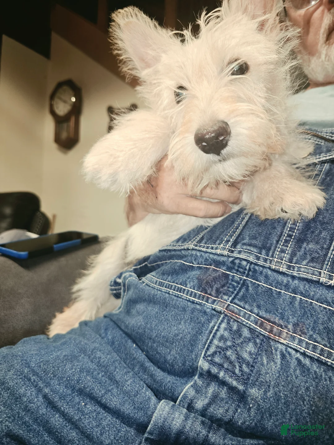 Scottish Terrier dogs for sale: Scottish Terrier 1 - Ad 1