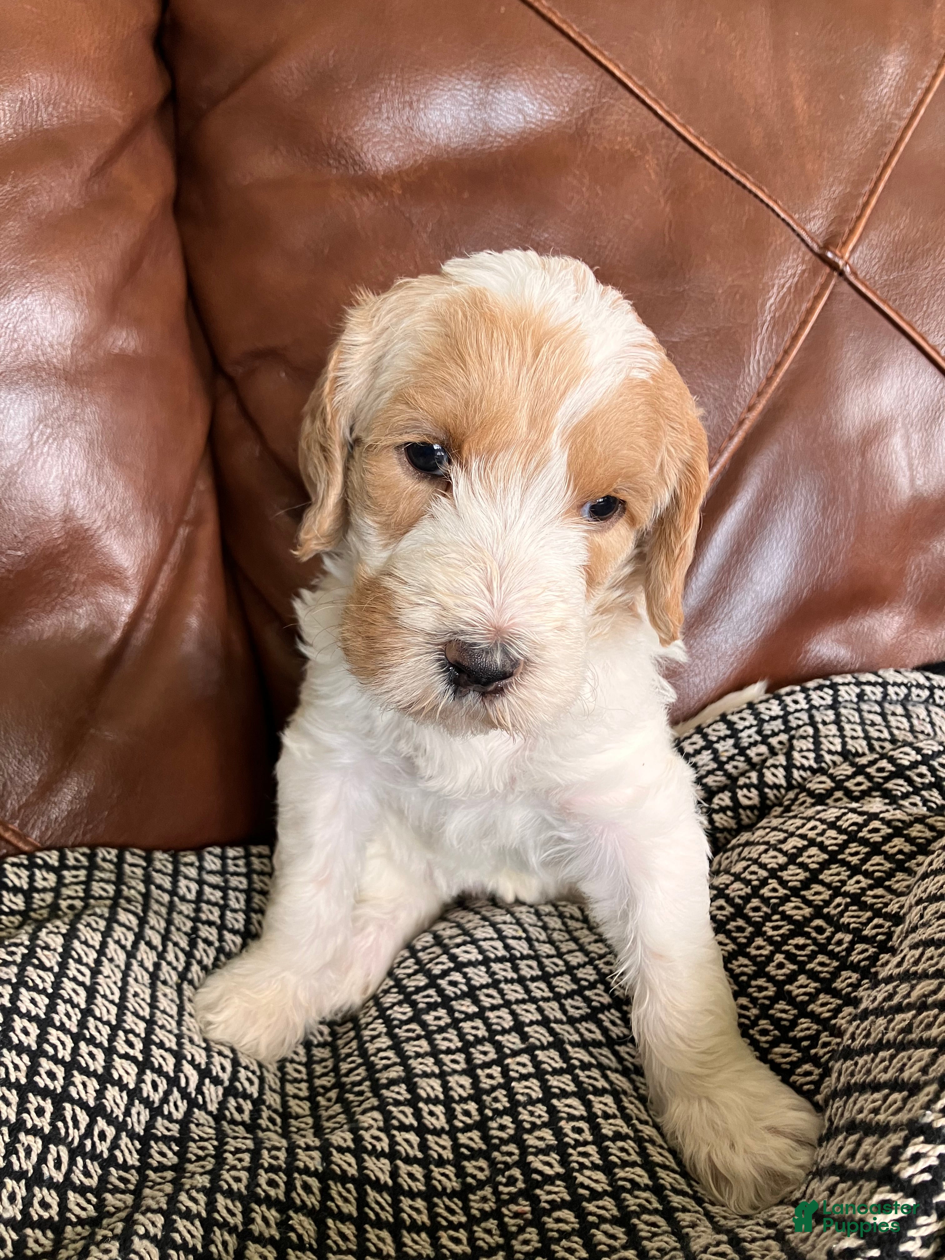 Labradoodle dogs Flower - Ad 1