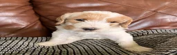Labradoodle dogs for sale: Flower - Ad 1