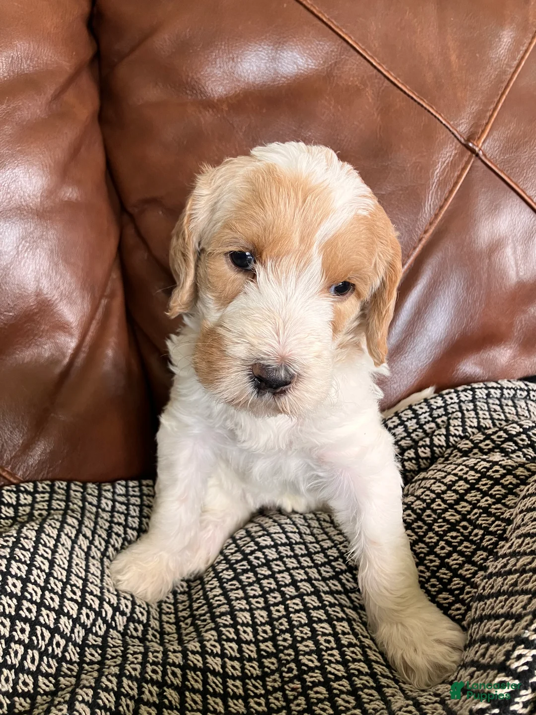 Labradoodle dogs for sale: Flower - Ad 1