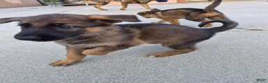 German Shepherd 2