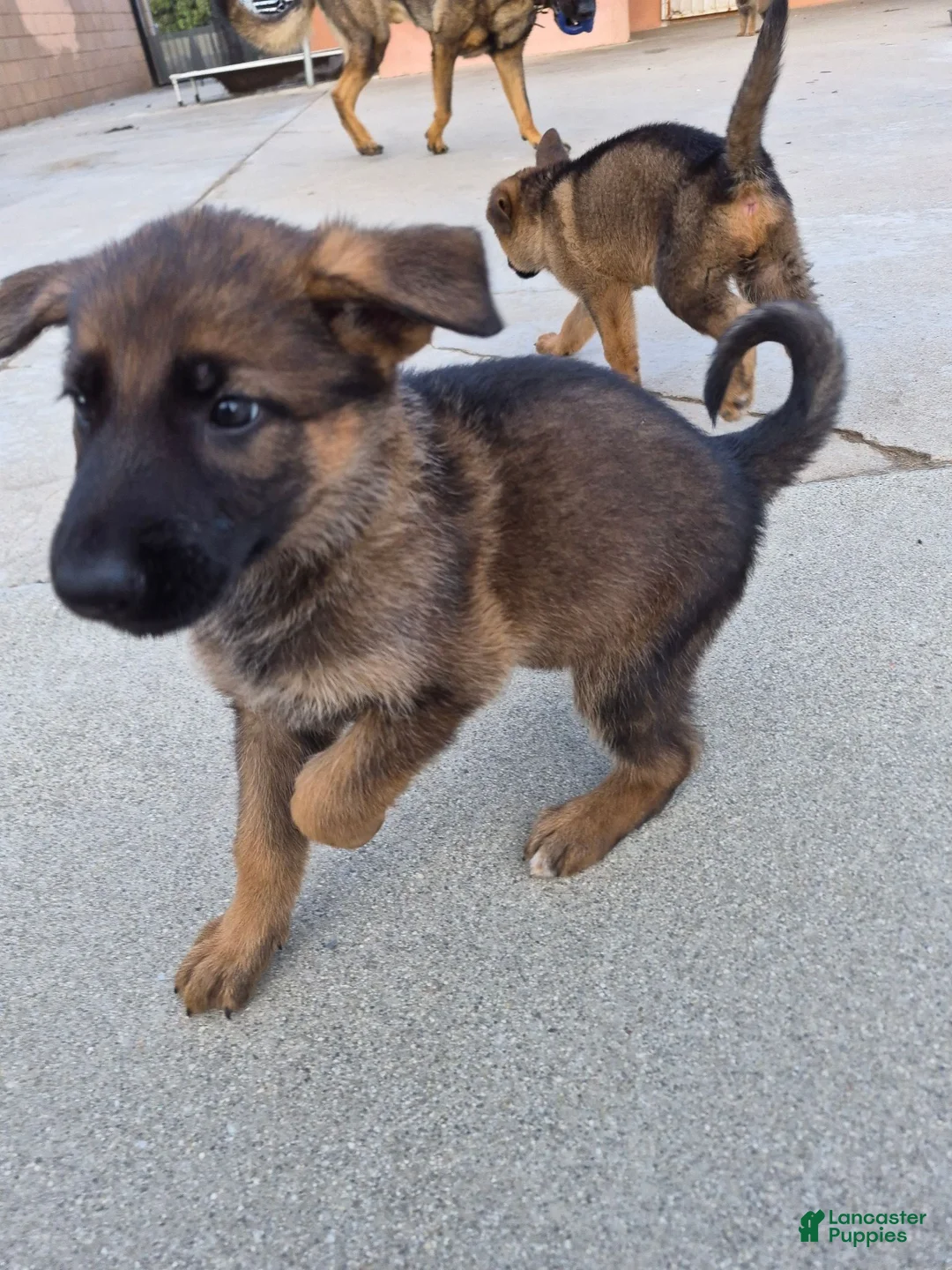 German Shepherd dogs for sale: German Shepherd 2 - Ad 1