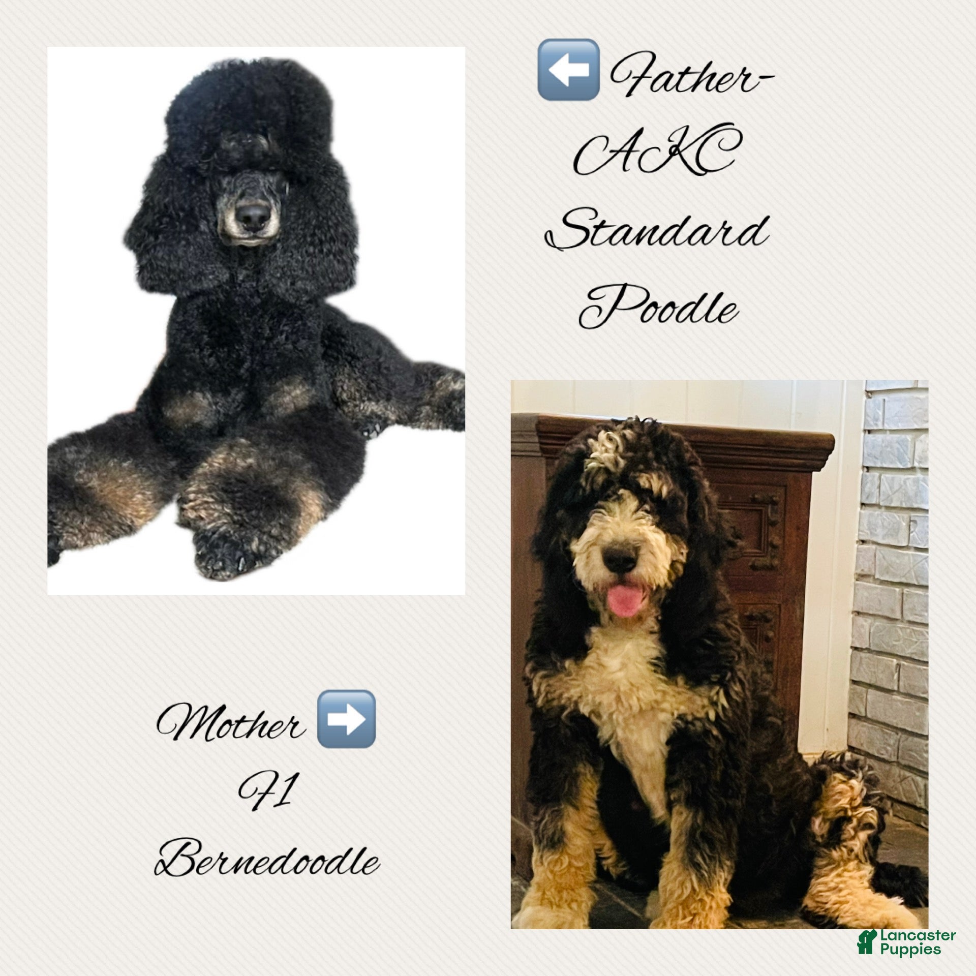 Bernedoodle dogs Kiwi  - Ad 2