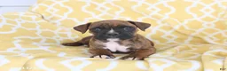 Boxer dogs for sale: Apollo - Ad 3