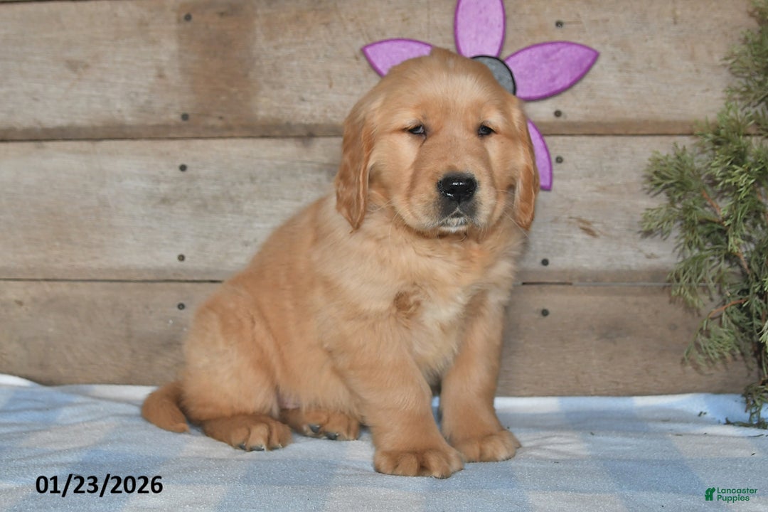 Golden Retriever dogs for sale: Benny - Ad 4