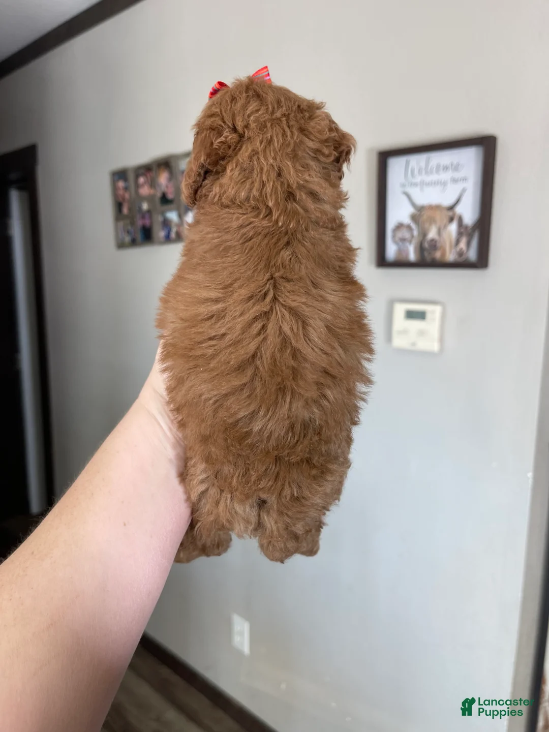 Toy Poodle dogs for sale: Akc Bred Color Red Red Bow - Ad 12