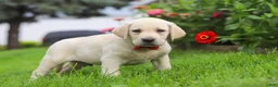 Labrador Retriever dogs for sale: Bobby - Ad 3
