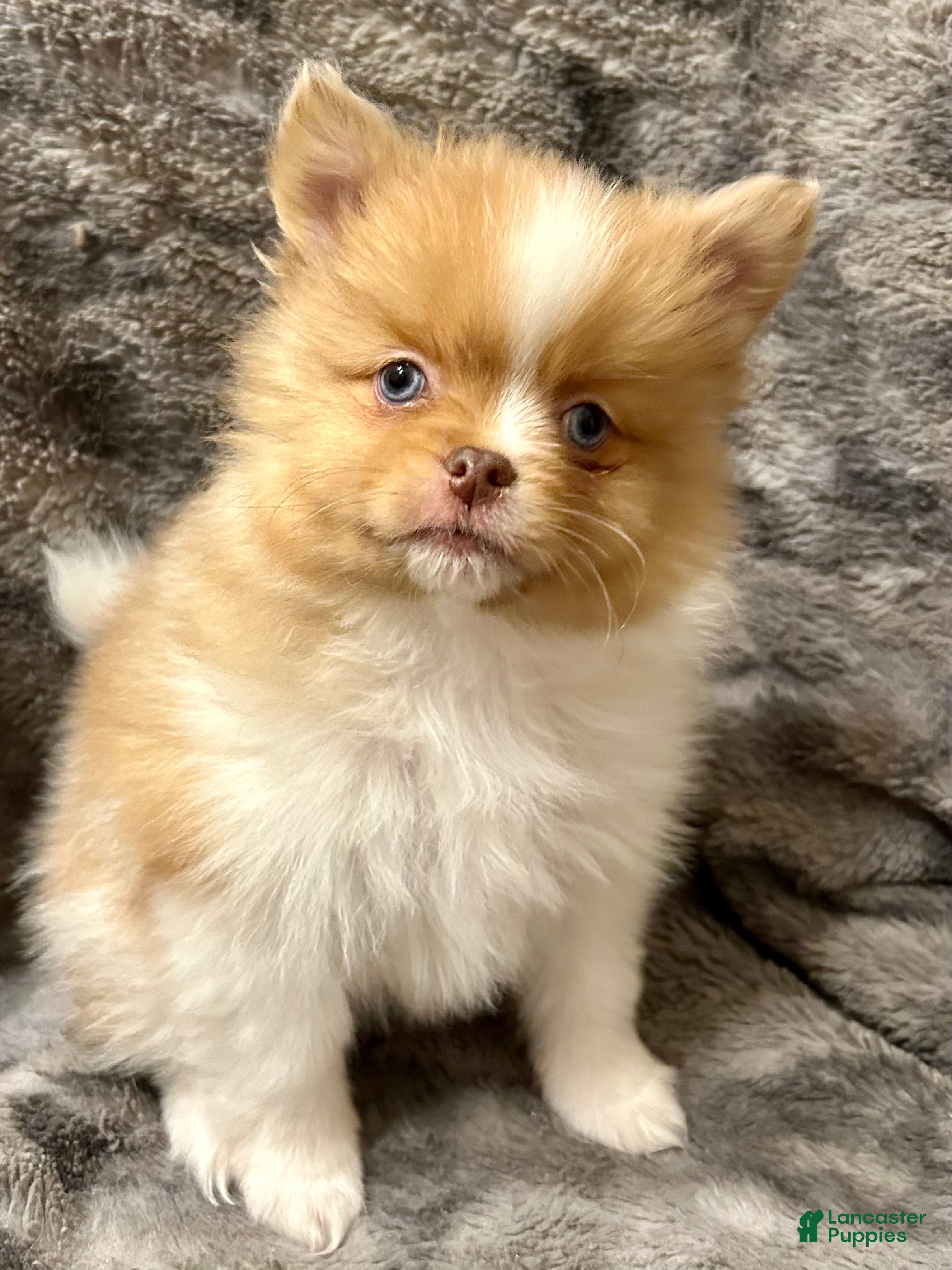 Pomeranian dogs Betty - Ad 20