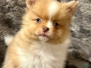 Pomeranian dogs Betty - Ad 20