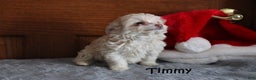 Miniature Poodle dogs for sale: Timmy - Ad 2