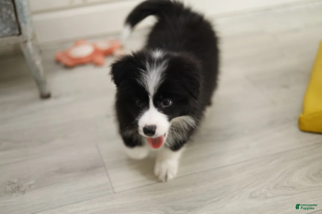 Border Collie dogs for sale: Border Collie Puppy 3 - Ad 2