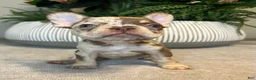 French Bulldog dogs for sale: Maple - Ad 2