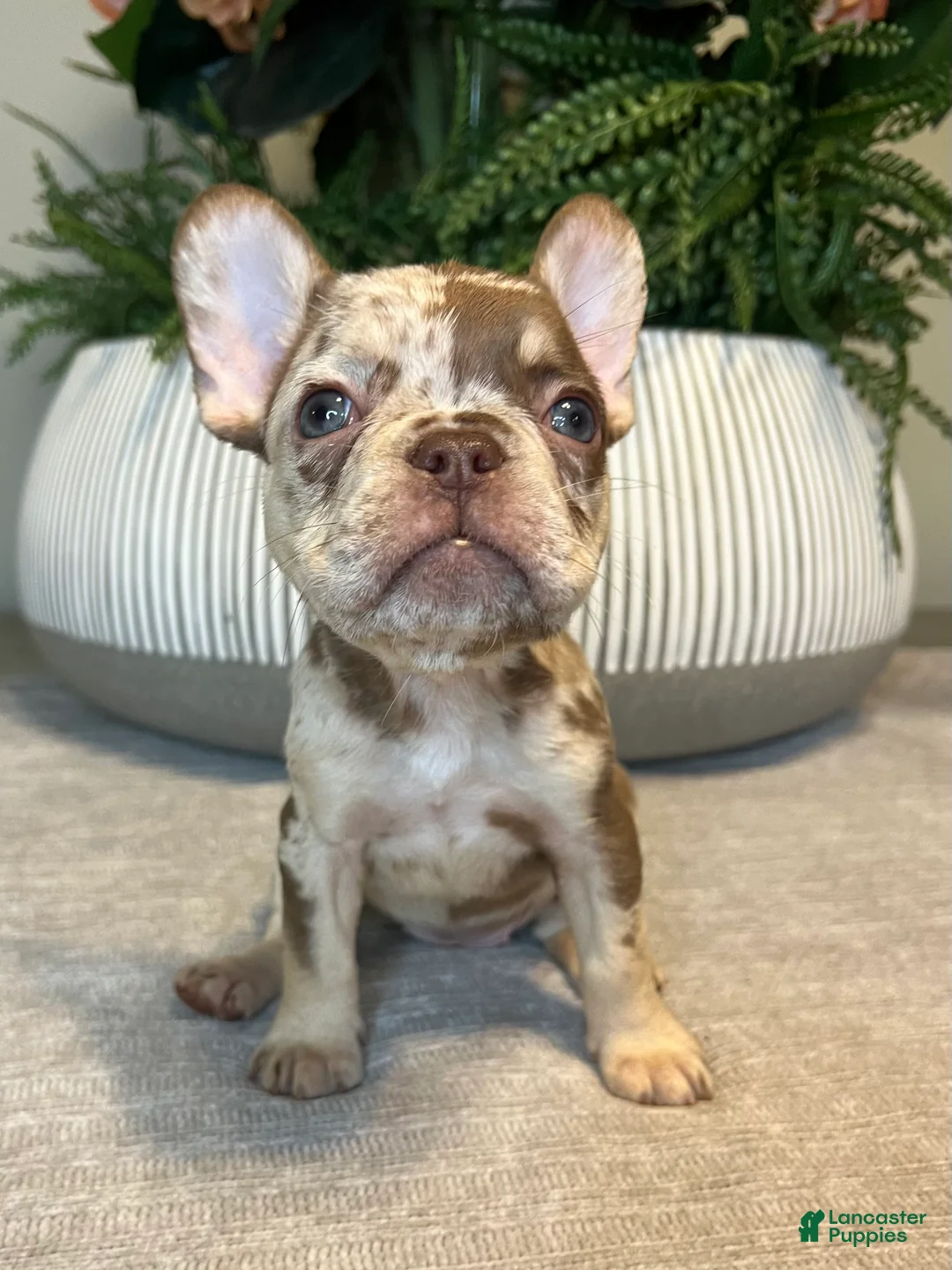 French Bulldog dogs for sale: Maple - Ad 2