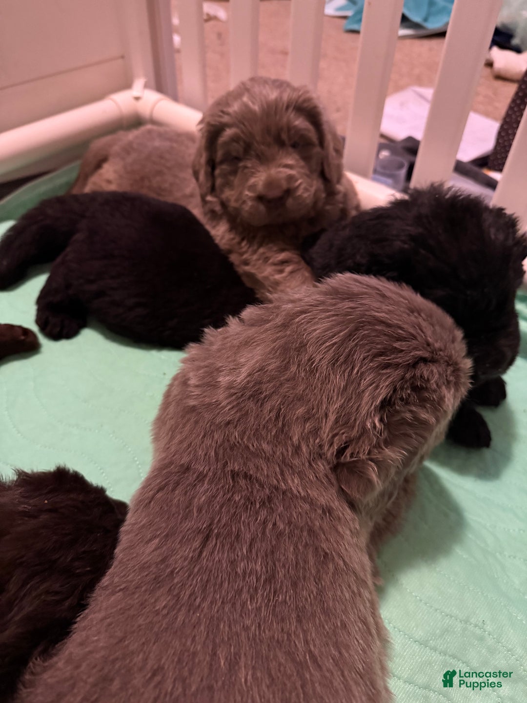 Newfoundland dogs for sale: Grey female - Ad 5