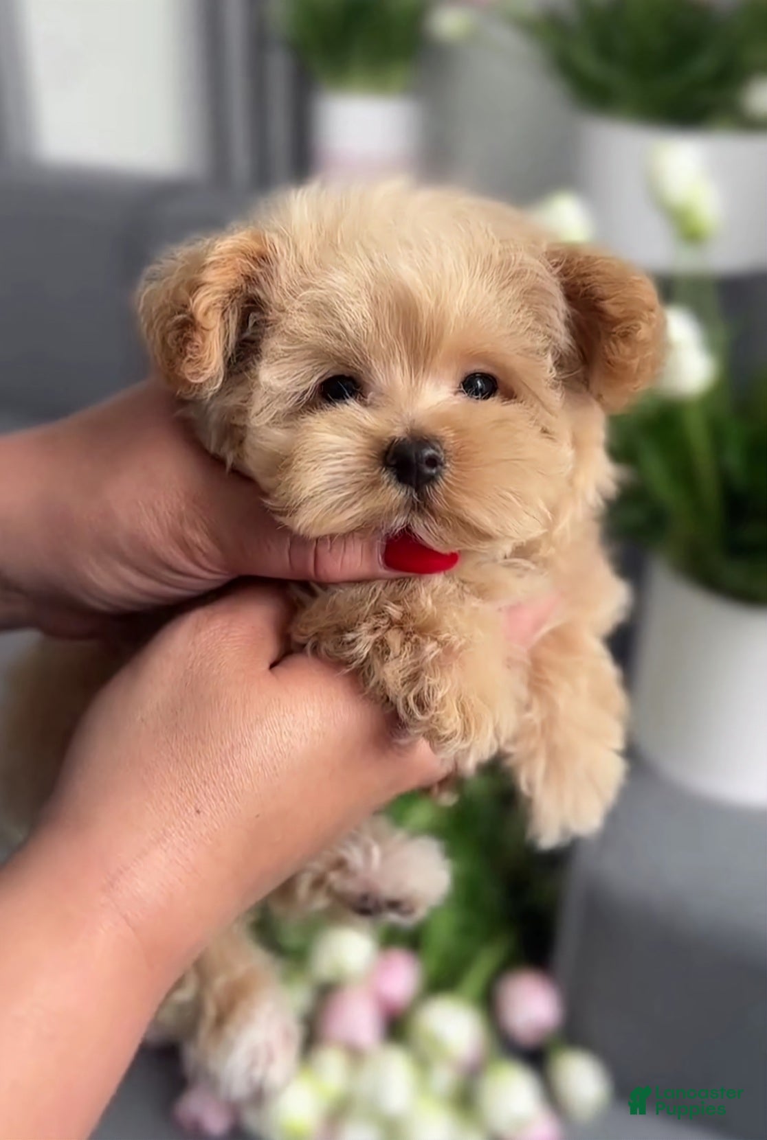 Maltipoo dogs Little Lilian - Ad 4