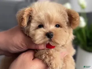 Maltipoo dogs Little Lilian - Ad 30