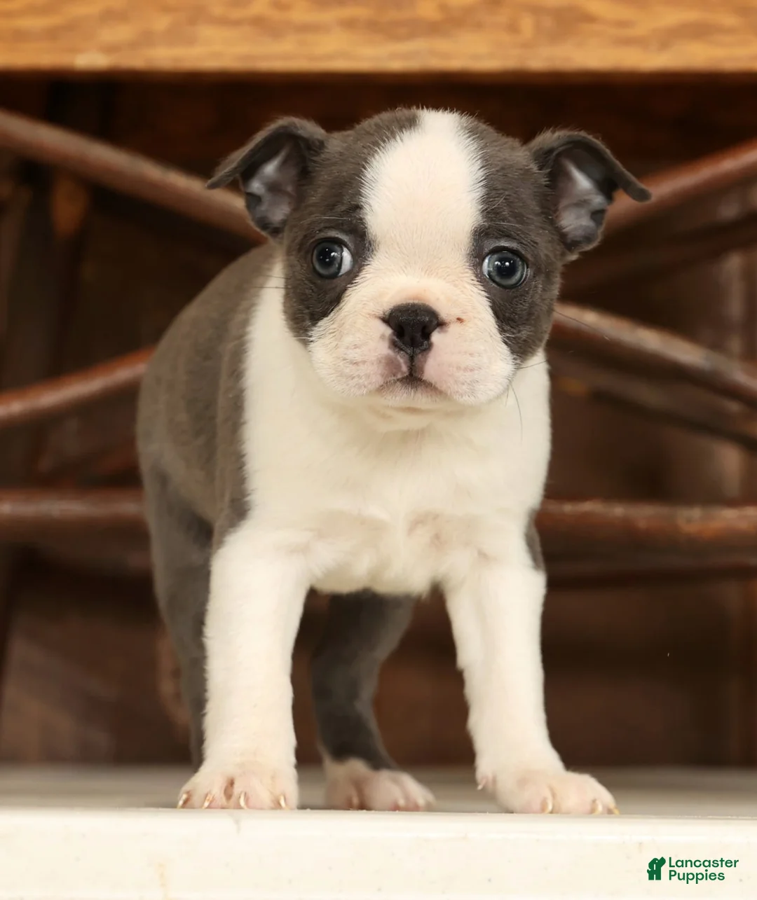 Boston Terrier dogs for sale: Rita - Ad 6