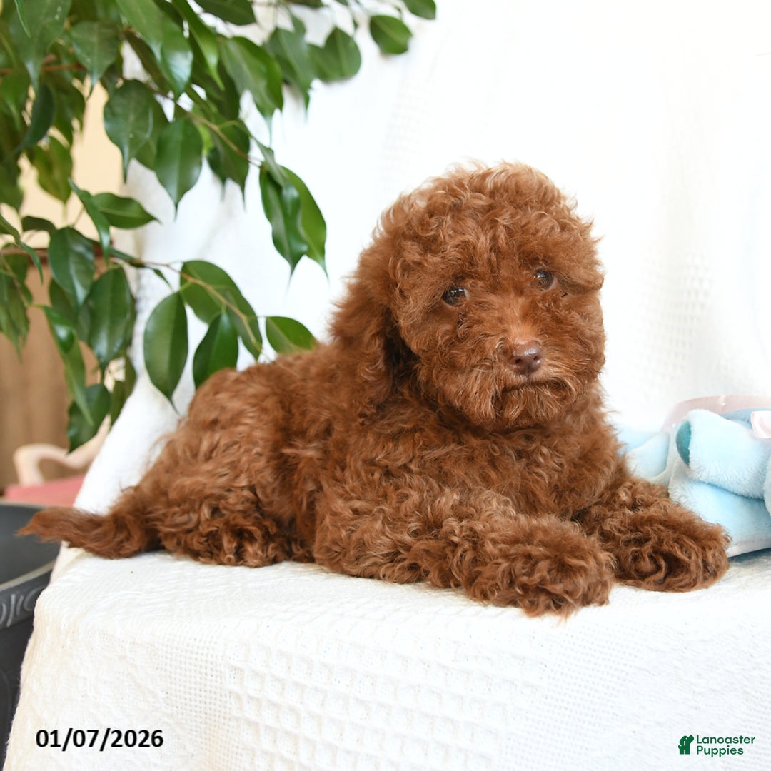 Toy Poodle dogs for sale: Eric - Ad 4