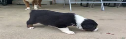 Miniature Australian Shepherd dogs for sale: #7 Black Tri Male - Ad 7