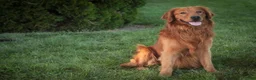 Golden Retriever dogs for sale: Amy Golden Retriever  - Ad 9