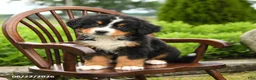 Bernese Mountain Dog dogs for sale: Leo - Ad 1