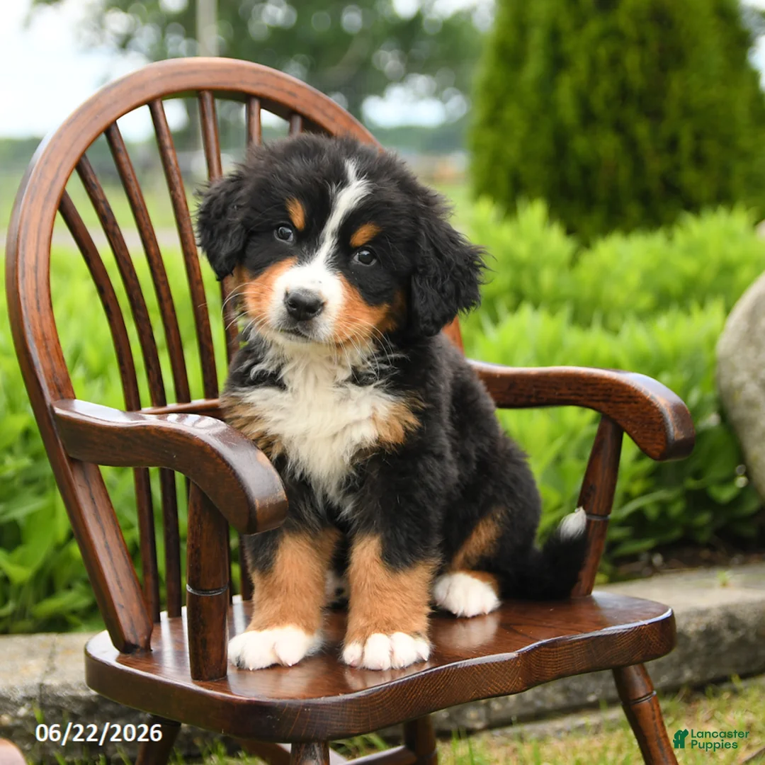 Bernese Mountain Dog dogs for sale: Leo - Ad 1