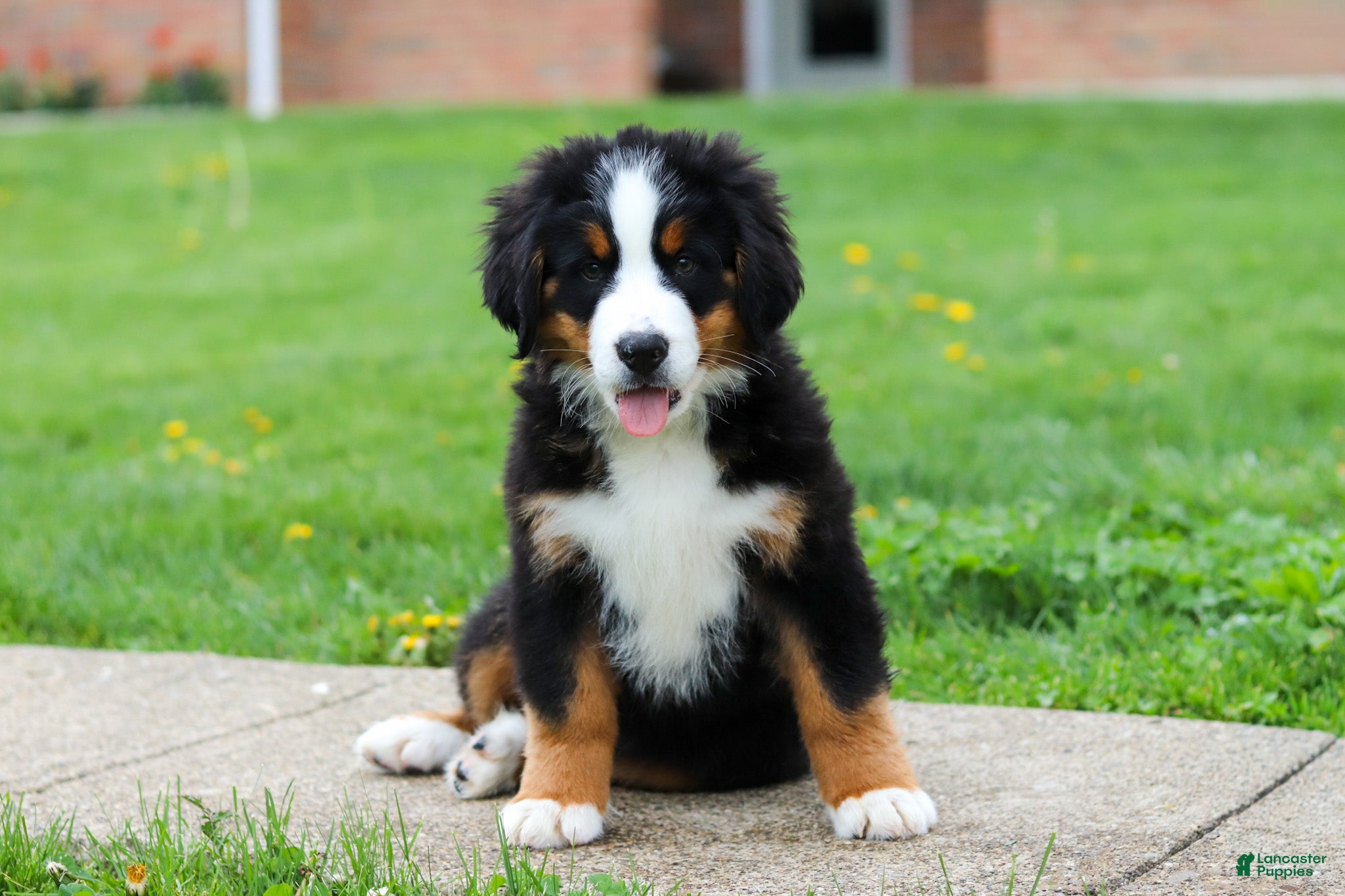 Bernese Mountain Dog dogs Casey - Ad 1