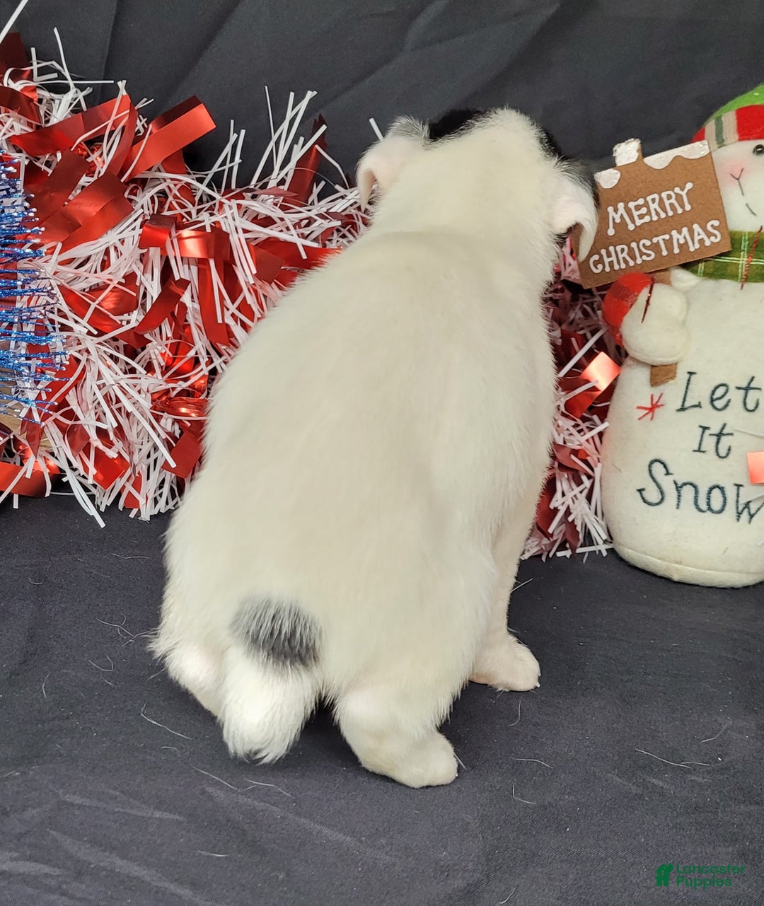 Jack Russell Terrier dogs for sale: "FIRE" of Westfork  - Ad 15