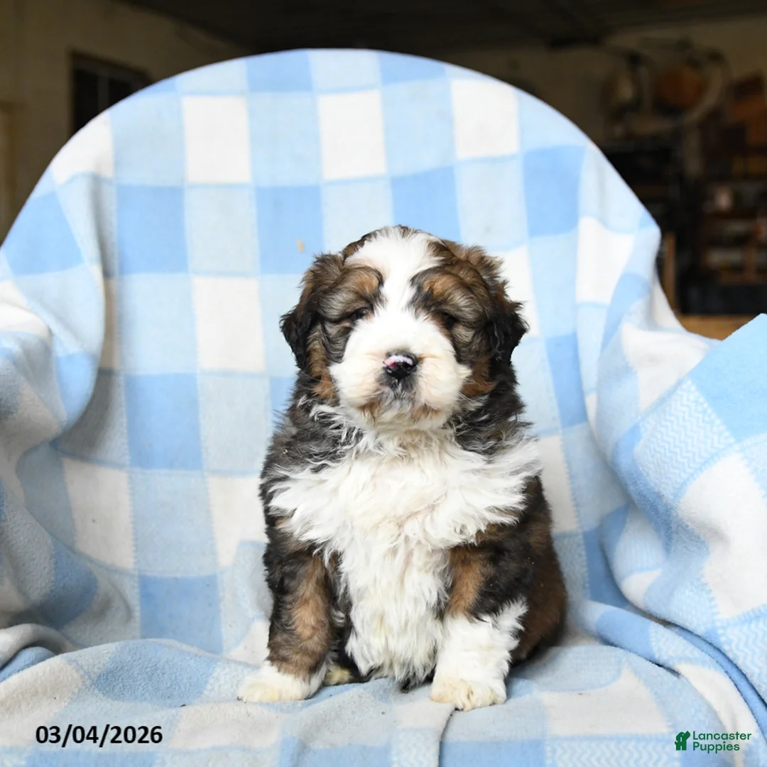 Bernedoodle dogs for sale: Leo - Ad 3