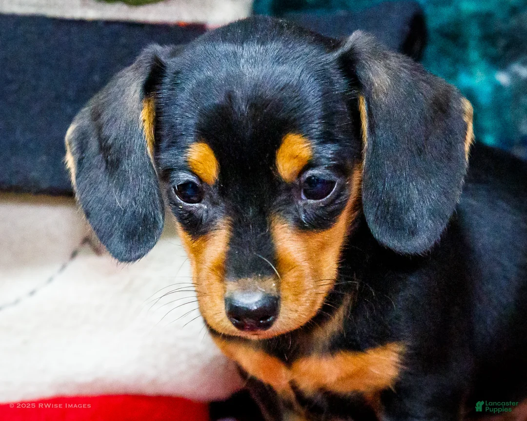 Miniature Dachshund dogs for sale: Annie - Ad 2