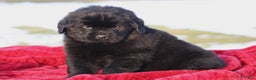 Newfoundland dogs for sale: Theo - Ad 2