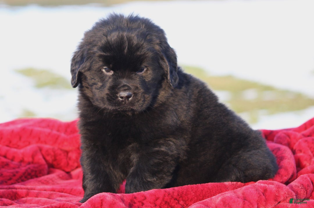 Newfoundland dogs for sale: Theo - Ad 2