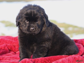 Newfoundland dogs Theo - Ad 24