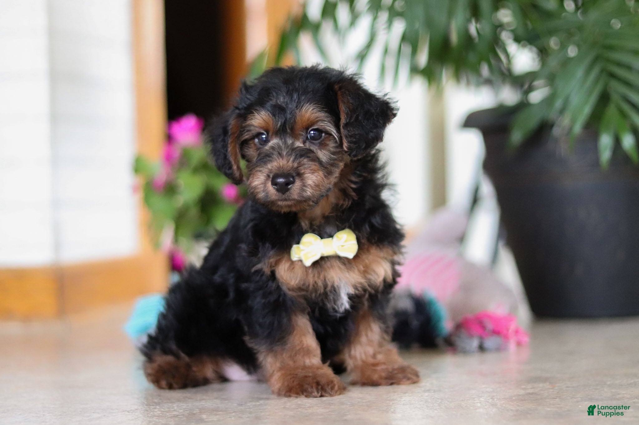 Yorkiepoo dogs Jaden - Ad 25