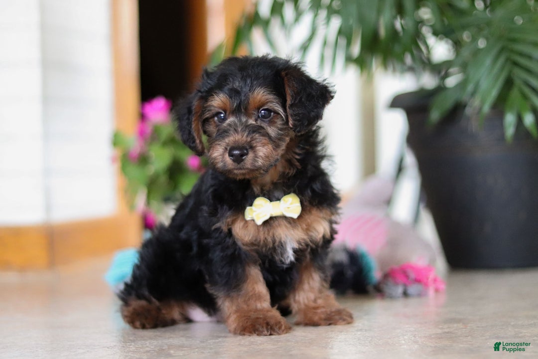 Yorkiepoo dogs for sale: Jaden - Ad 1