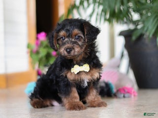 Yorkiepoo dogs Jaden - Ad 25